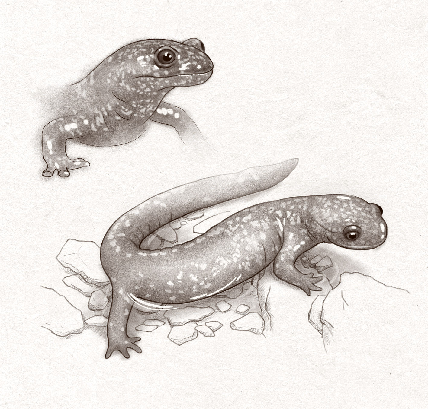 山椒魚 (電腦繪圖 )