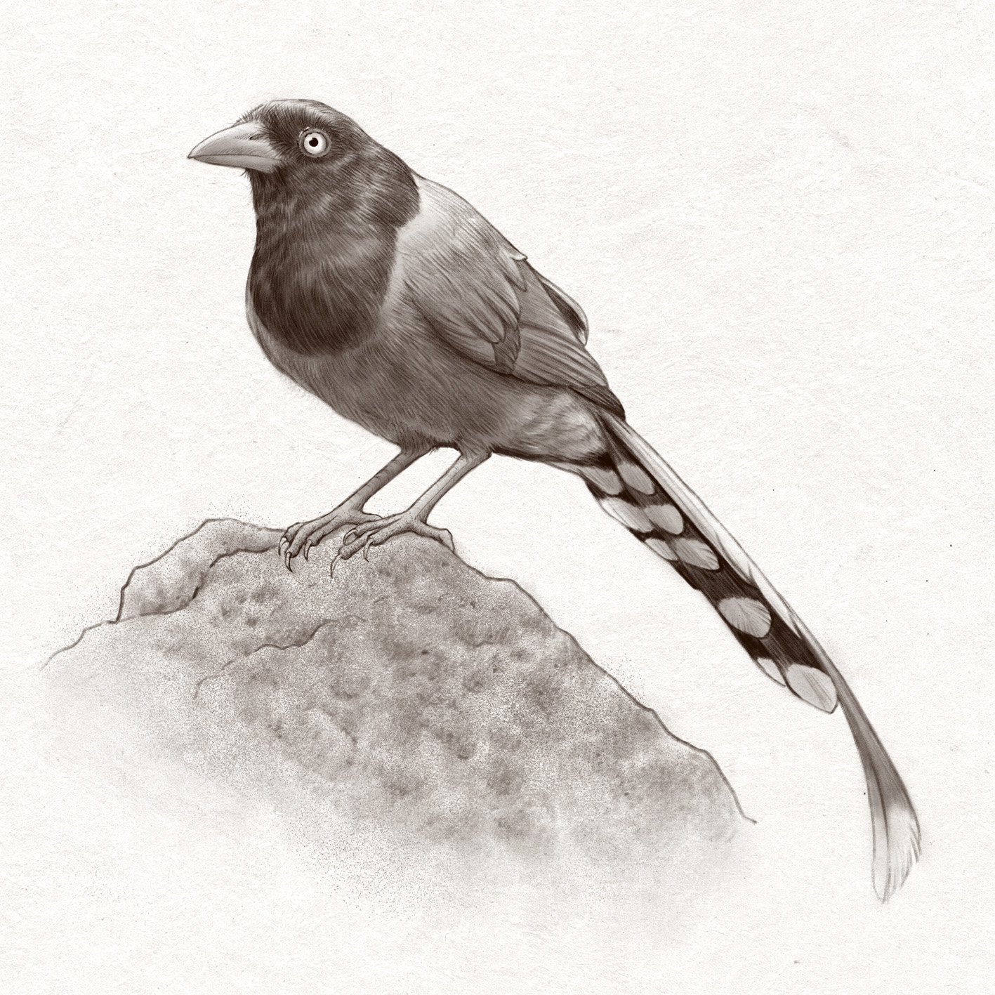 藍鵲 (電腦繪圖 )