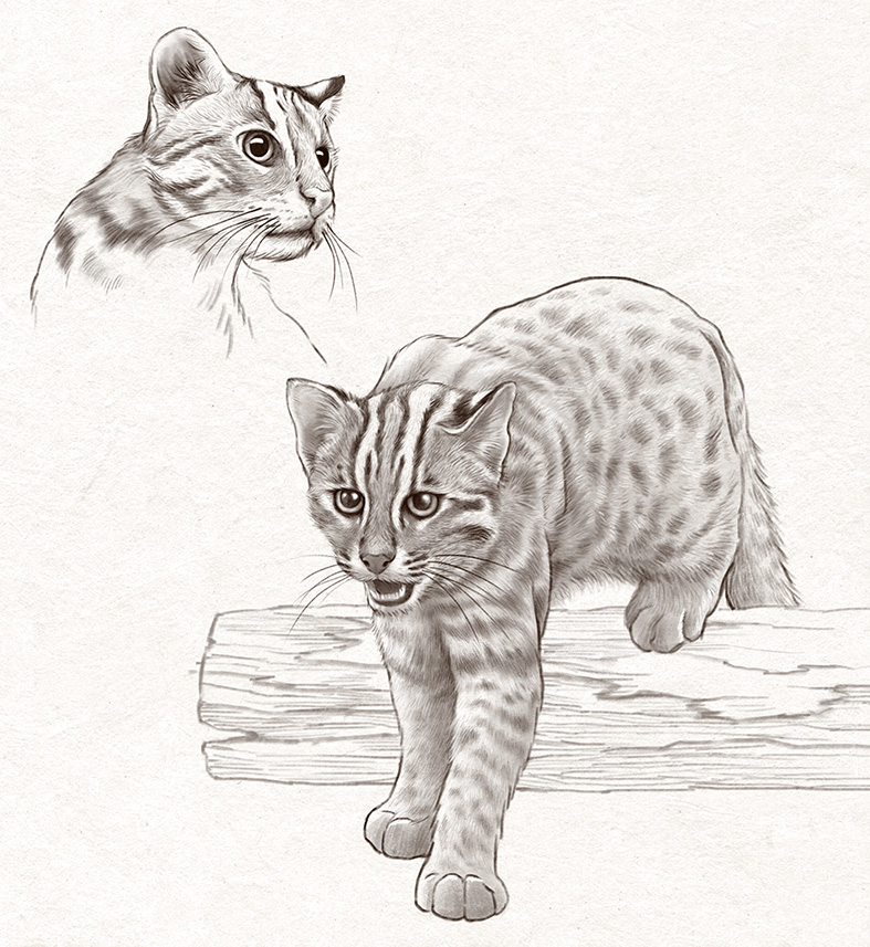 石虎 (電腦繪圖 )