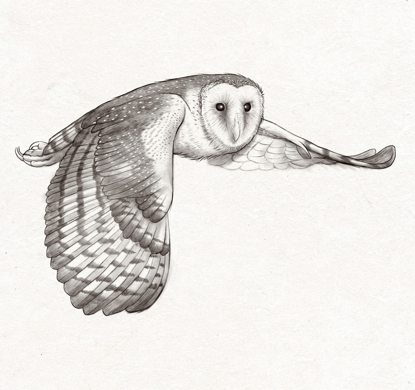 草鴞 (電腦繪圖 )